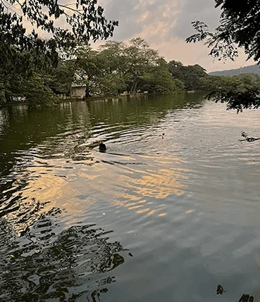 Dhokawade Lake near mangosteen