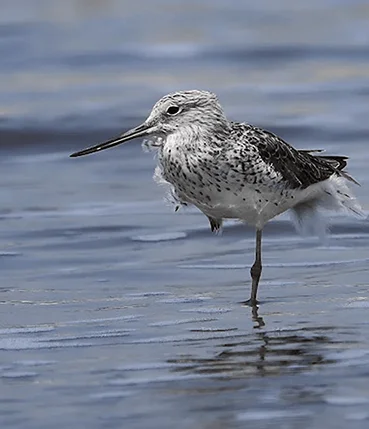 saraal beach near mangosteen